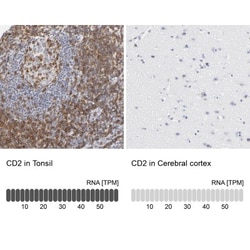 CD2 Antibody, Novus Biologicals 0.1mL; Unlabeled:Antibodies, Polyclonal